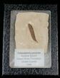 Fossil Caesalpinia Leaf - Green River Formation #16326-2